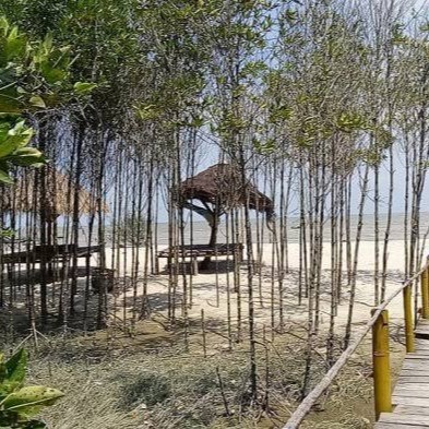 Wisata Kampung Mangrove